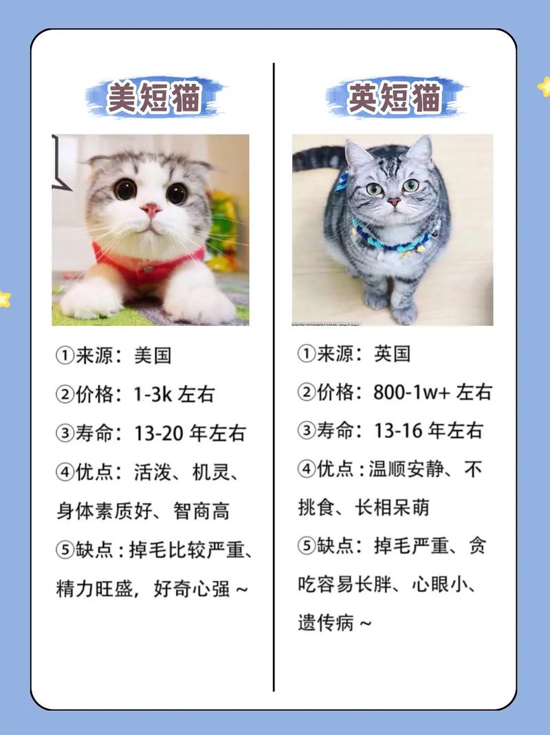 宠物猫品种_宠物猫品种排行榜前十名_宠物猫品种名字