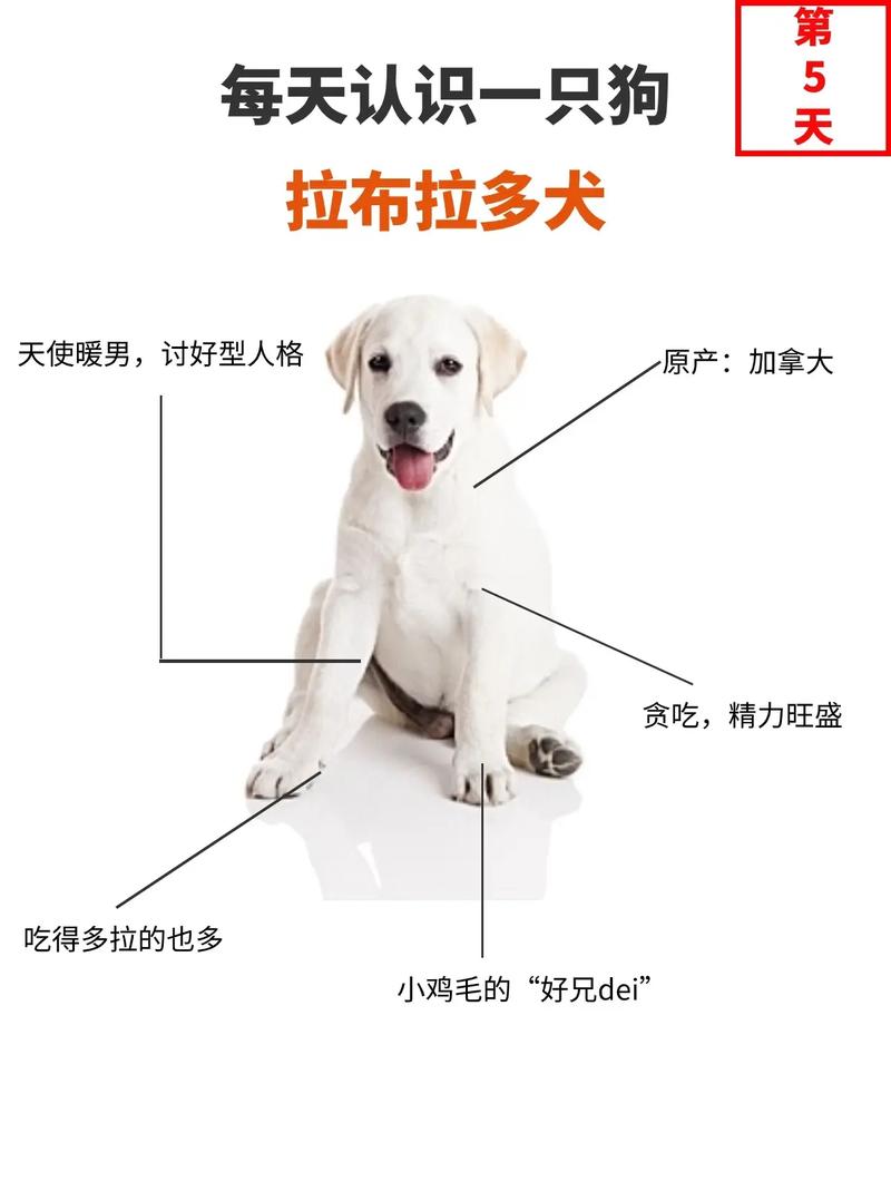 拉布拉多宠物犬_拉布拉多犬多钱_名犬拉布拉多