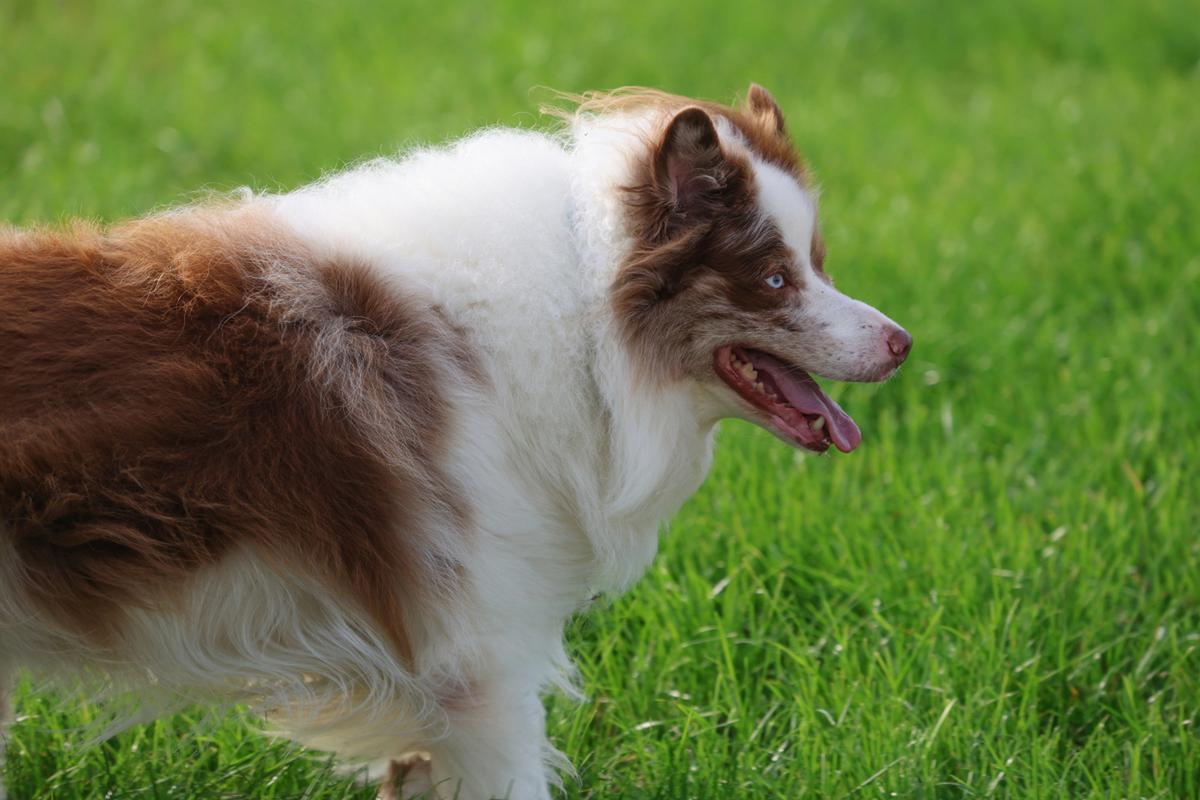 边境犬牧羊纯种图片_边境犬牧羊纯种多少钱_纯种边境牧羊犬