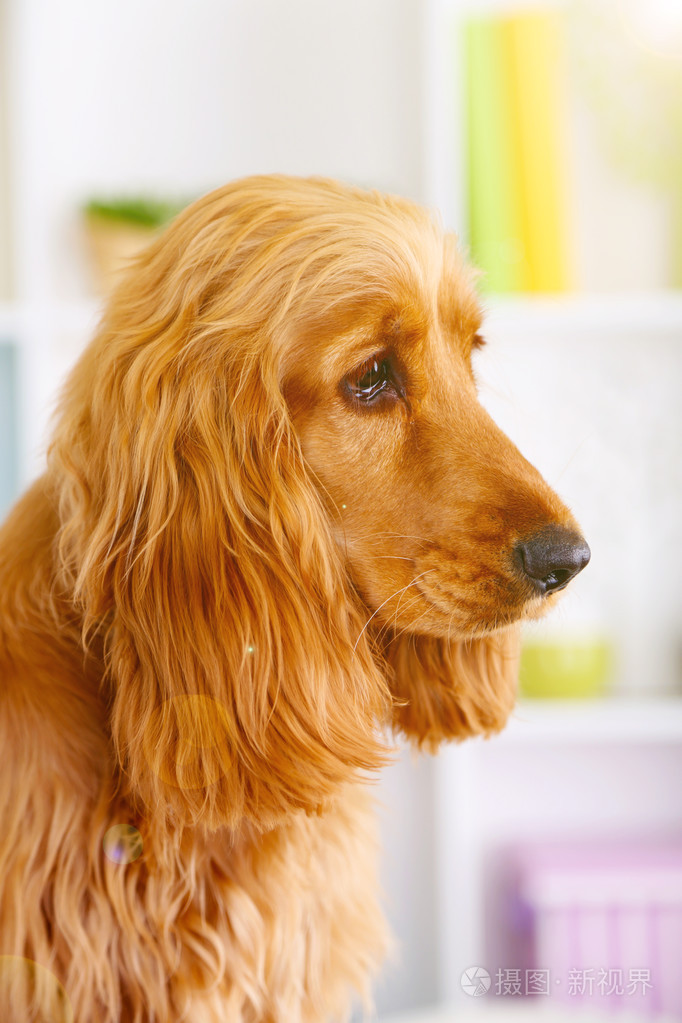 可卡犬 可卡犬_可卡犬 可卡犬_可卡犬 可卡犬