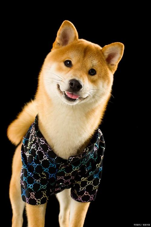 纯种柴犬价格多少钱一只_纯种柴犬图片_纯种柴犬