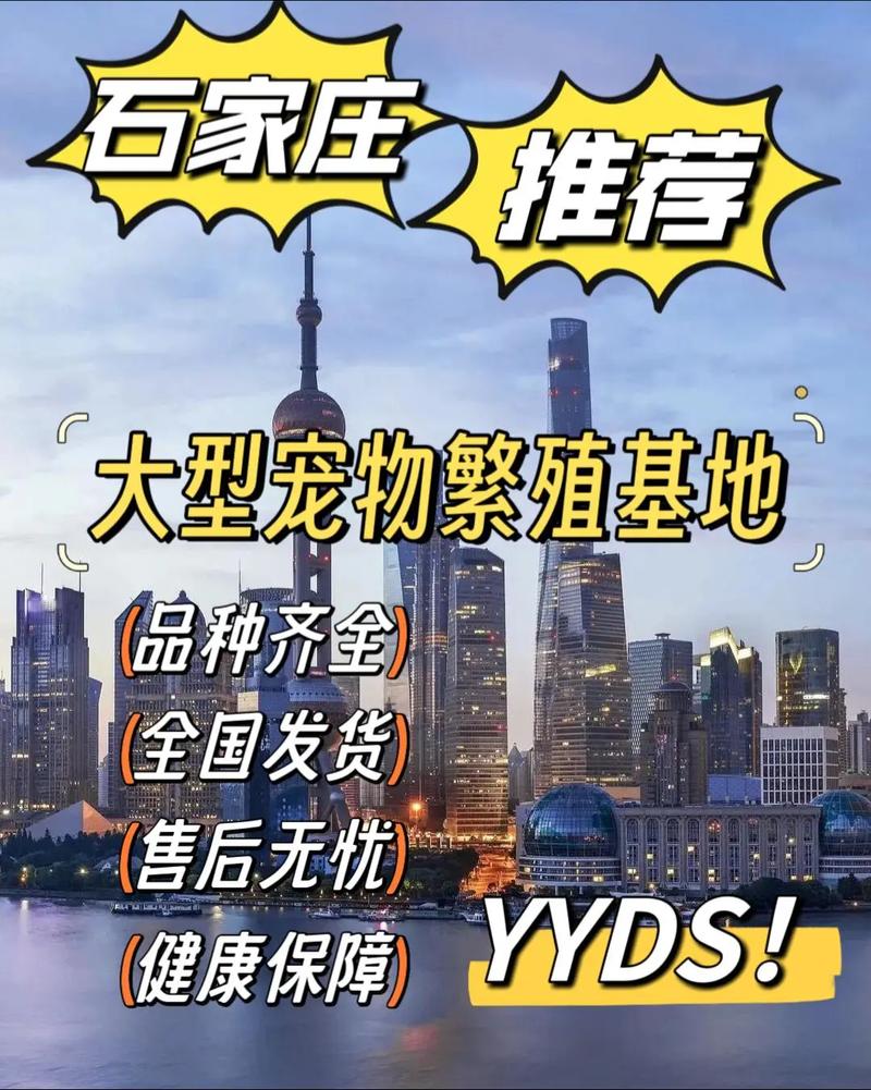 石家庄宠物市场_石家庄宠物市场哪个最大_石家庄宠物市场卖狗猫的地方
