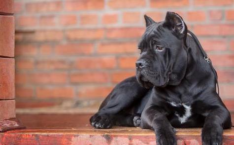 德国牧羊犬幼犬_德国牧羊幼犬多少钱_德国牧羊犬幼狗