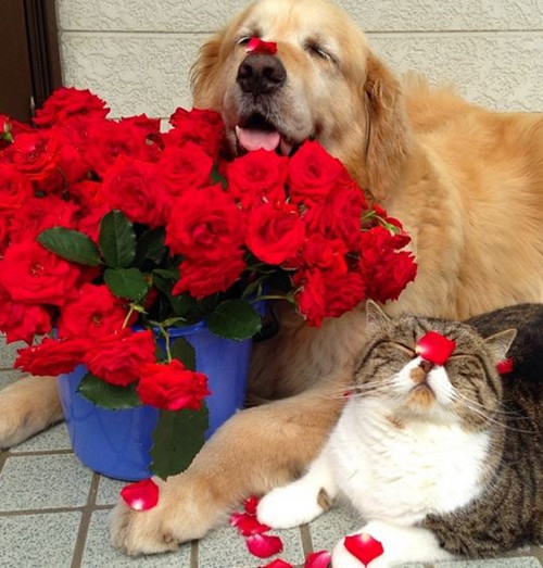 纯种松狮犬的价格行情_纯种松狮犬_纯种松狮犬多少钱一只