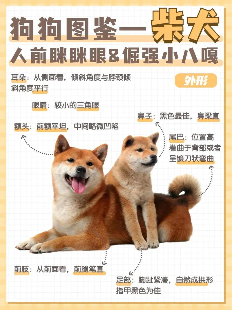 柴犬和秋田犬的区别_柴犬图片_柴犬