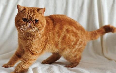 常见宠物猫品种_宠物猫品种大全及图片价格_宠物猫品种
