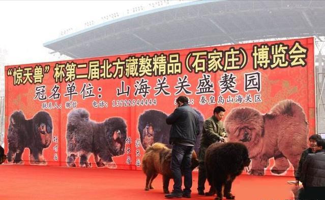 藏獒小狗图片_小藏獒_藏獒小狗