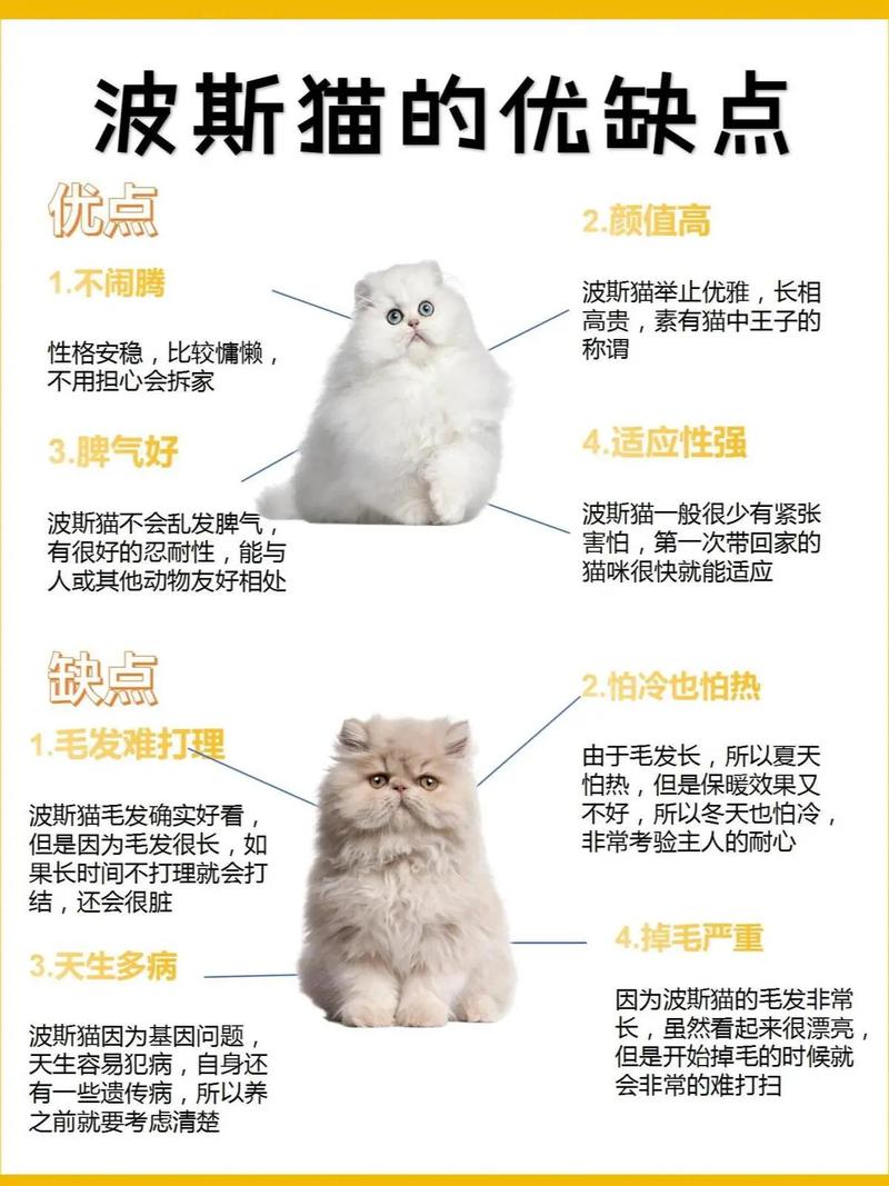 波斯猫论坛_波斯猫论坛楼主_波斯猫app官网