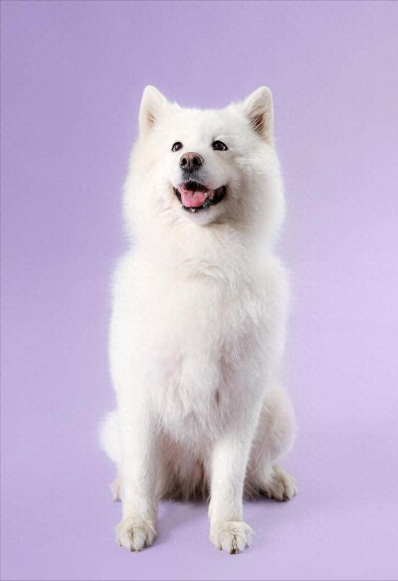 白色大型犬萨摩耶_萨摩耶犬_犬萨摩耶图片