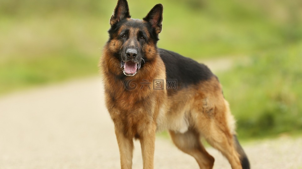 纯种德国牧羊犬_徳国牧羊犬_牧羊犬德国牧羊犬