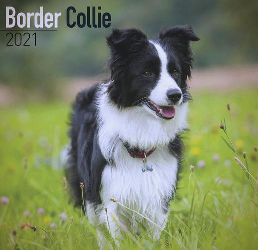 边境犬牧羊纯种多少钱_纯种边境牧羊犬_纯种边境牧羊犬价格多少钱一只