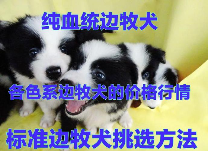 哪里有卖边境牧羊犬_边境牧羊犬哪里买_出售边境牧羊犬