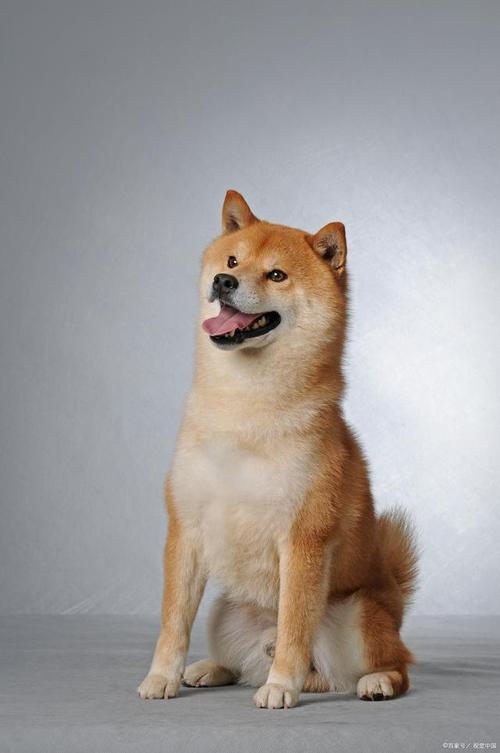 柴犬的特点和性格_柴犬和秋田犬的区别_柴犬