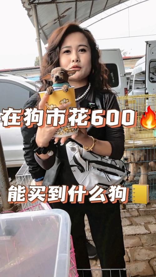 狗市茶杯犬_哪里有卖茶杯犬_茶杯狗便宜的多少一只