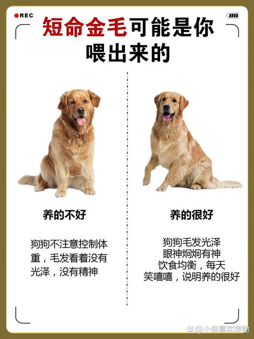 纯种金毛犬_纯种金毛的标准_纯种金毛犬长什么样