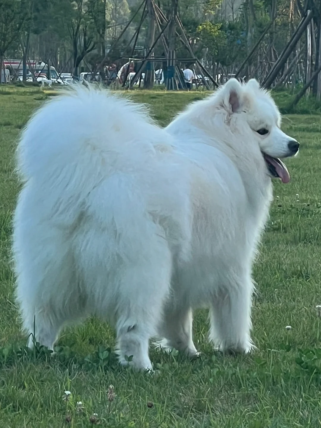 茶杯狗最便宜_买茶杯狗10元一只_最便宜的茶杯犬长什么样