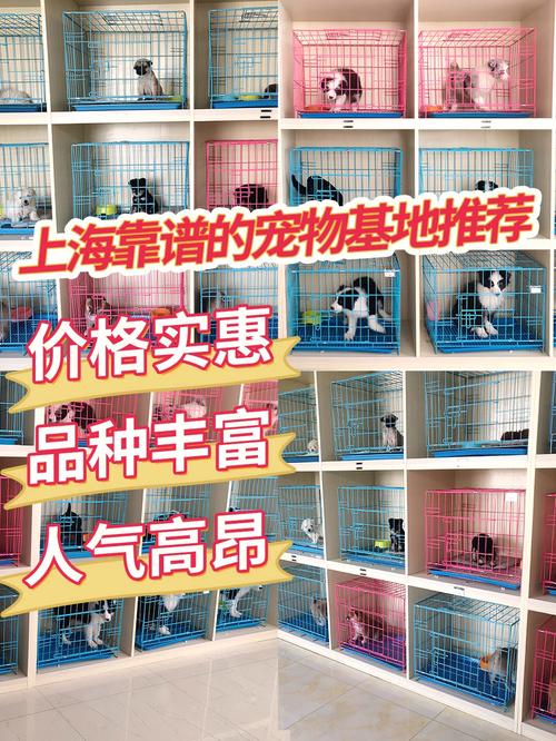 石家庄宠物市场_石家庄宠物市场在哪_石家庄宠物市场营业时间