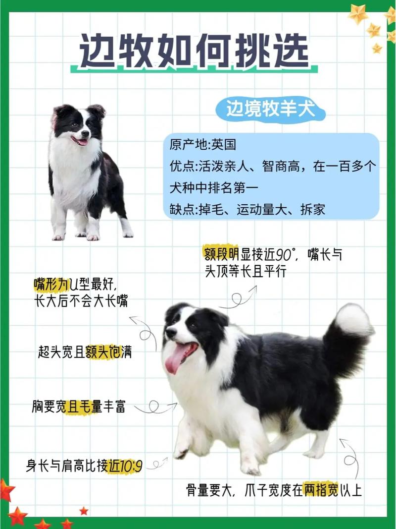 出售边境牧羊犬_买一只边境牧羊犬要多少钱_哪里有卖边境牧羊犬