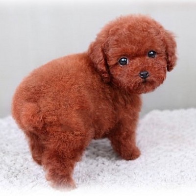 贵宾犬图片_贵宾犬_犬贵宾造型