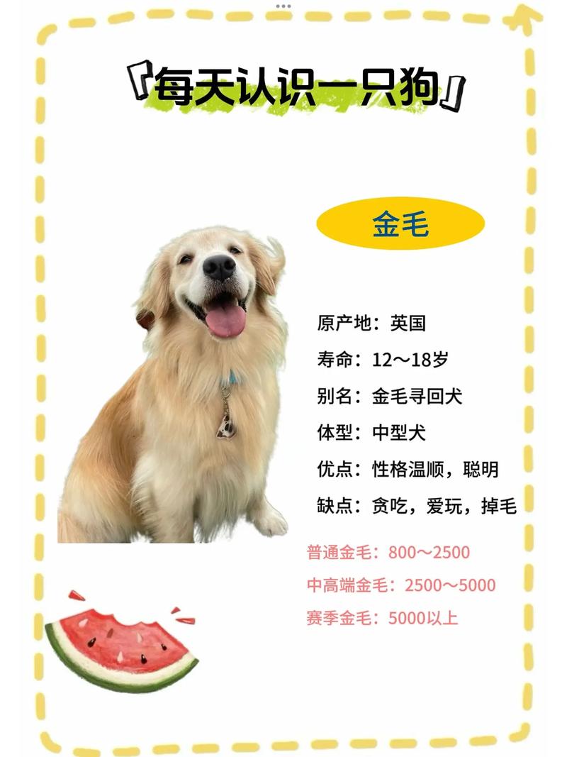 宠物狗大全_宠物狗品种大全热门宠物排行_宠物狗大全图片及名称名字
