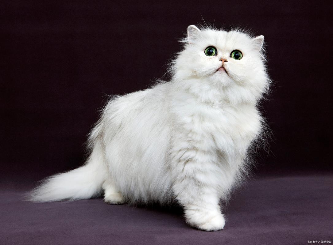 波斯猫歌曲SHE_波斯猫价格多少钱一只_波斯猫