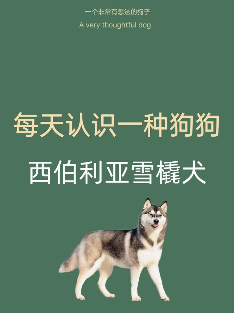 哈士奇是雪橇犬吗_哈士奇雪橇犬有受虐倾向吗_哈士奇雪橇三兄弟
