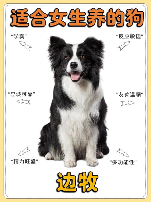 牧羊犬边牧_世界名犬边牧_边牧犬