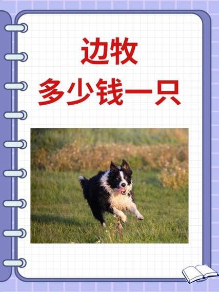 边境牧羊犬多钱_边境牧羊犬值钱吗_边境牧羊犬价钱