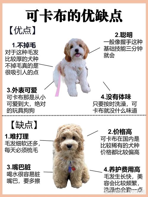 可卡犬 可卡犬_可卡犬 可卡犬_可卡犬 可卡犬