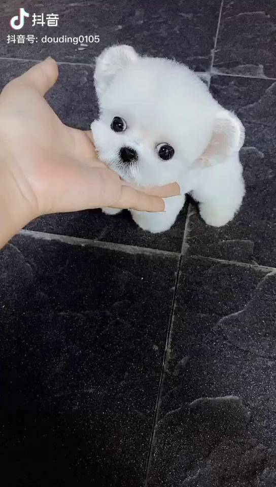 北京哪里有卖茶杯犬_茶杯犬多少_狗茶杯犬是什么犬