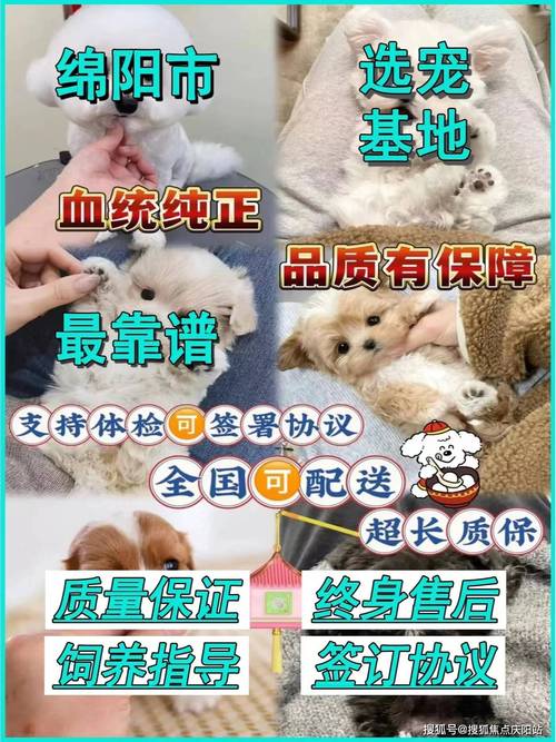 茶杯犬哪里有卖_专卖茶杯犬_茶杯狗在网上卖多少钱