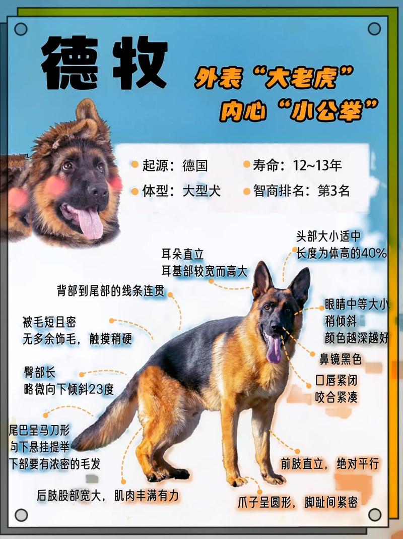徳国牧羊犬_德国牧羊犬视_德国牧羊犬