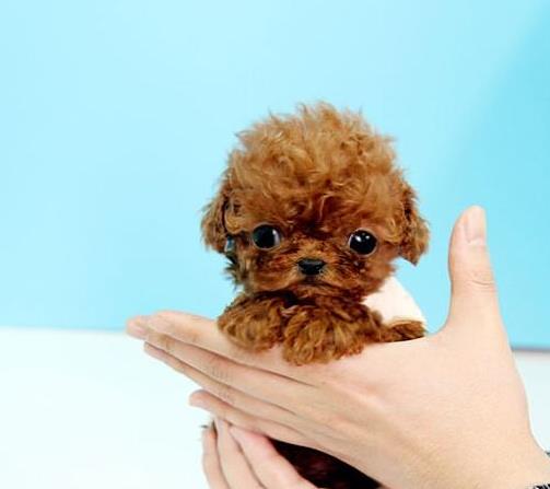 茶杯狗最便宜_买茶杯狗10元一只_最便宜的茶杯犬长什么样