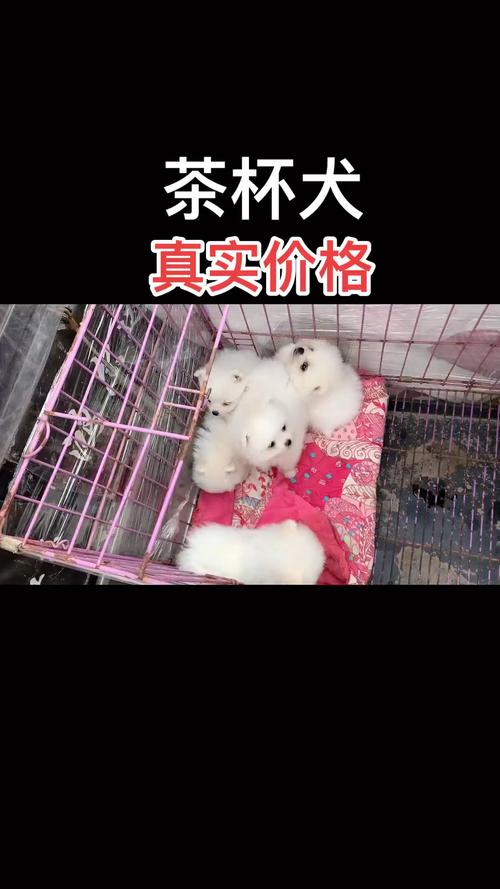 北京哪里有卖茶杯犬_网上的茶杯狗多少元_北京茶杯犬实体店