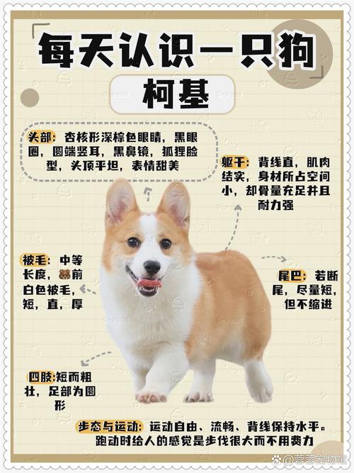 柯基_柯基犬的优缺点_柯基犬多少钱一只