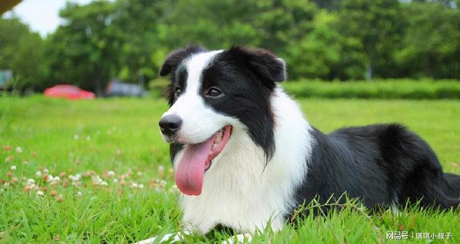 牧羊犬边牧_犬边牧犬_边牧犬