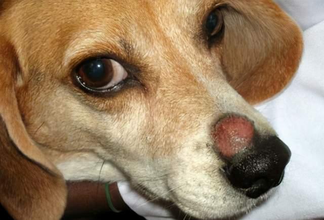 狗狗会出现圆形的细菌性皮炎，湿疹是怎么回事？