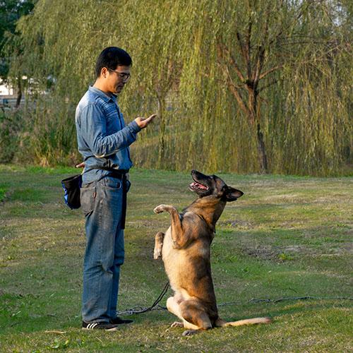 训练狗狗这些动作技巧，它会为你带来更多快乐！