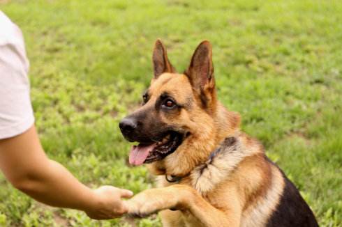 训练狗狗这些动作技巧，它会为你带来更多快乐！