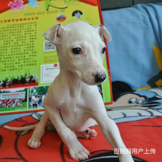 厦门宠物店病狗_宠物店买到病狗_宠物店病狗特征