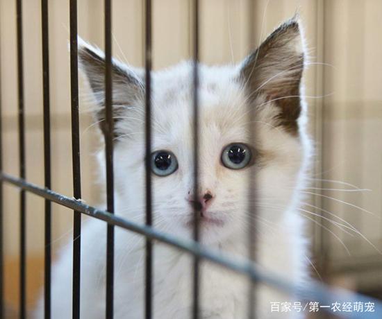 猫咪被关笼子为何宠物店的猫咪可以养在笼子里呢？