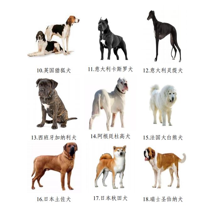世界最萌的狗狗的图片_最萌最听话的狗狗品种_最萌的狗 品种