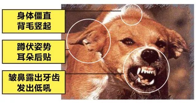 打了疫苗仍发作身亡，对于狂犬病这7个问题你知道吗？