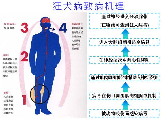 打了疫苗仍发作身亡，对于狂犬病这7个问题你知道吗？