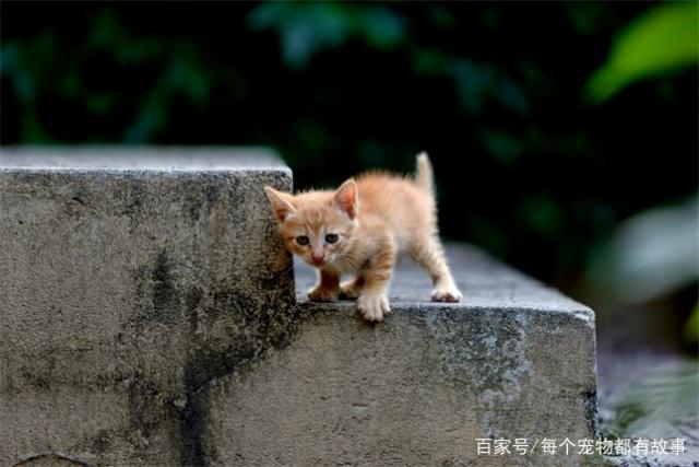 猫咪用具都是没有用的，那就是猫笼最实用