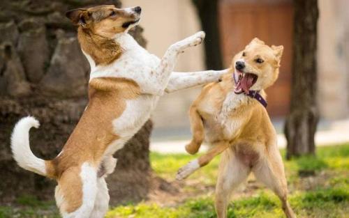 狗狗患狂犬病，有5大表现，你知道吗？