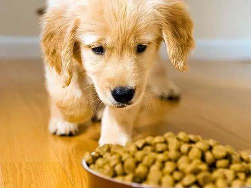 狗狗患狂犬病，有5大表现，你知道吗？