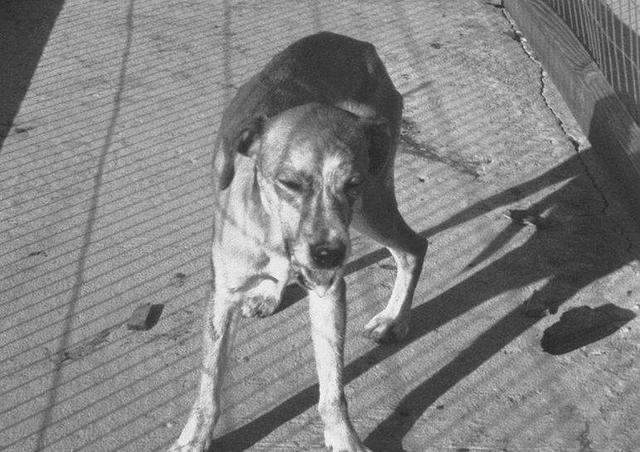 狗狗患狂犬病，有5大表现，你知道吗？