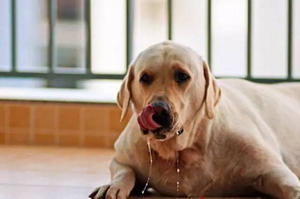 狗狗患狂犬病，有5大表现，你知道吗？