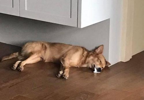 狗狗患狂犬病，有5大表现，你知道吗？